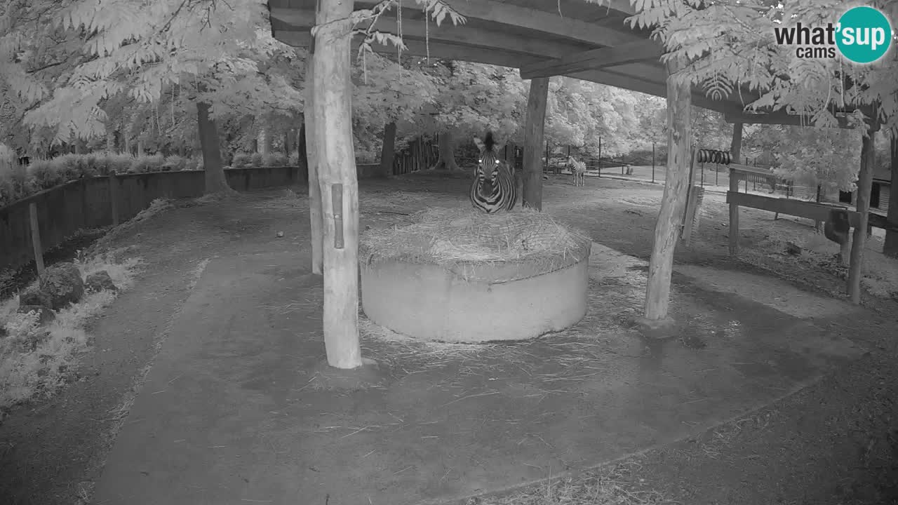 Live webcam Zebras in Ljubljana ZOO – Slovenia