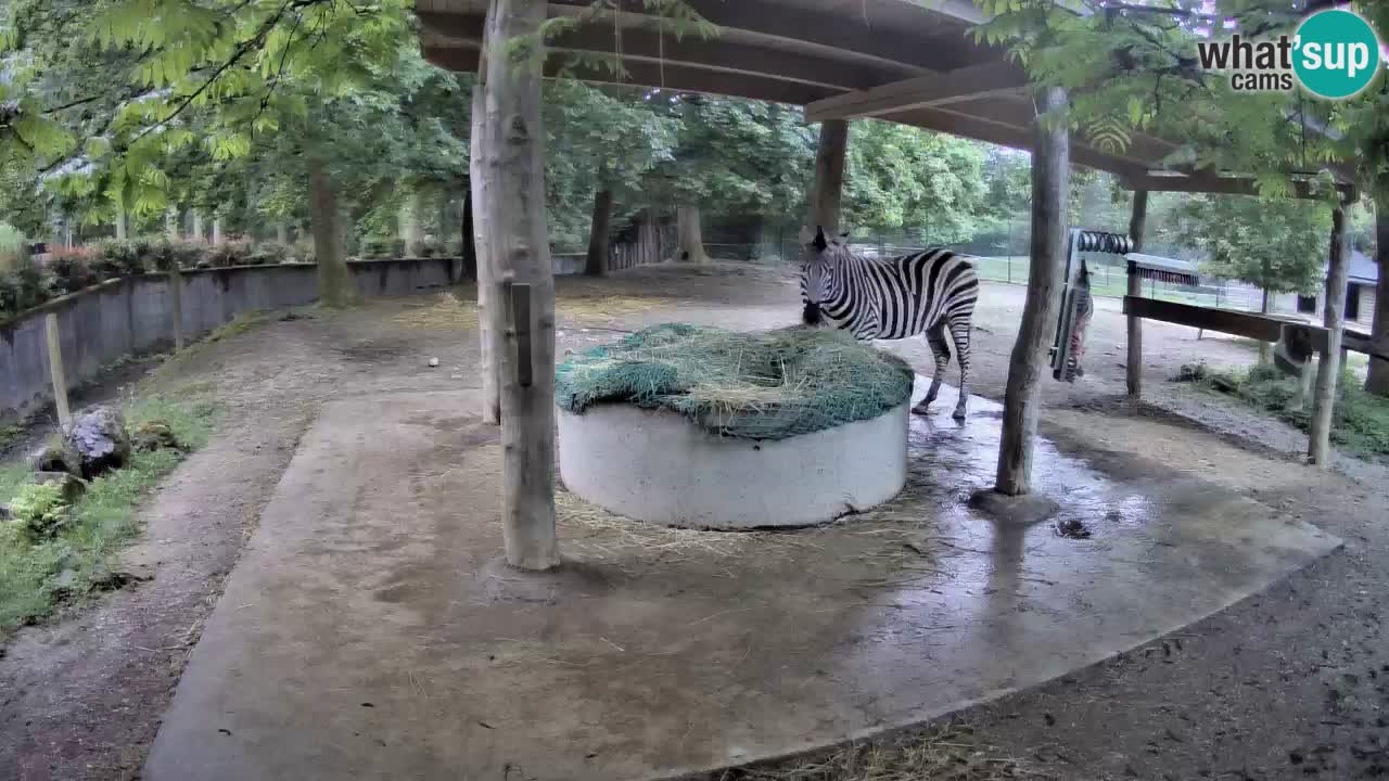 Le Zebre nello ZOO di Ljubljana – Slovenia Live webcam