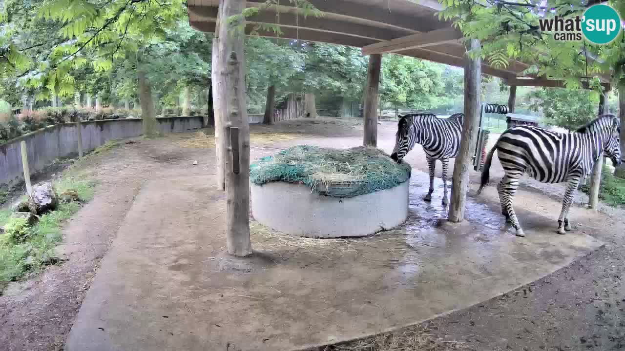 Live webcam Zebras in Ljubljana ZOO – Slovenia