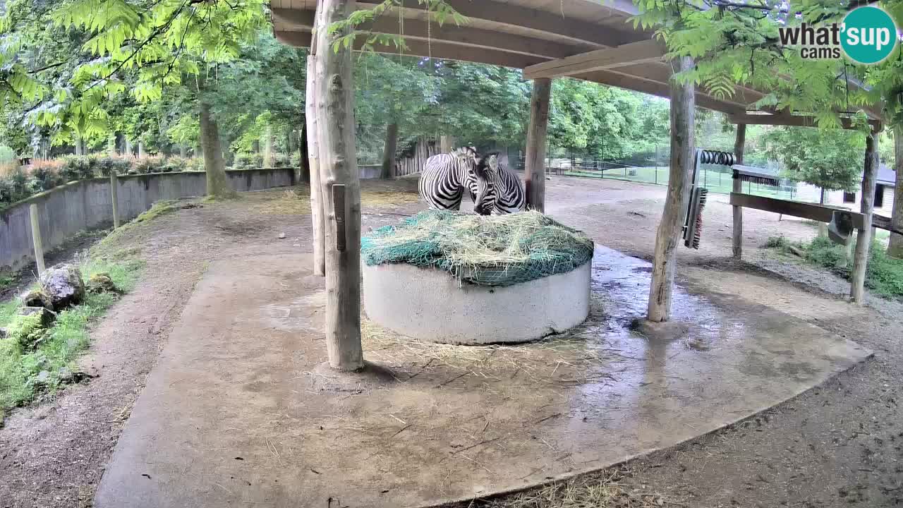 Camera en vivo Cebras in Ljubljana ZOO – Eslovenia