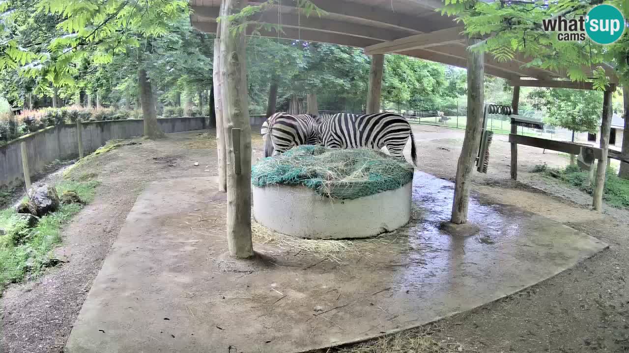 Live Webcam Zebras in Ljubljana ZOO – Slowenien