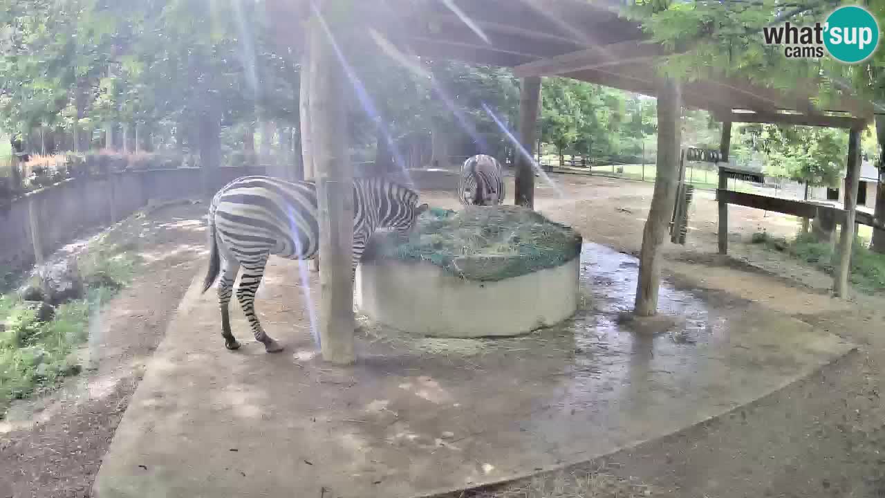 Live Webcam Zebras in Ljubljana ZOO – Slowenien