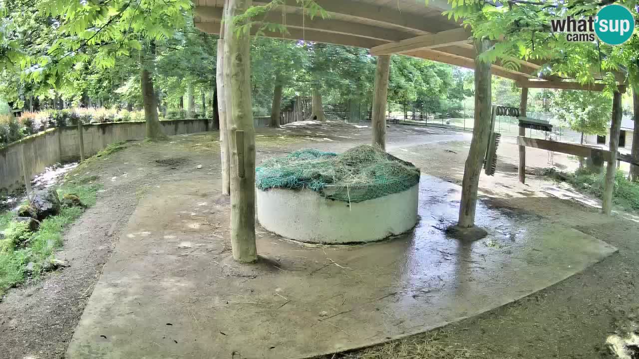 Camera en vivo Cebras in Ljubljana ZOO – Eslovenia