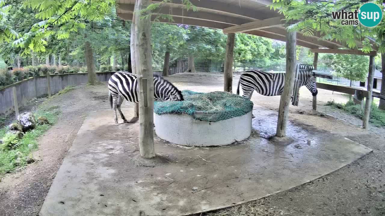 Live webcam Les zèbres in Ljubljana ZOO – Slovénie