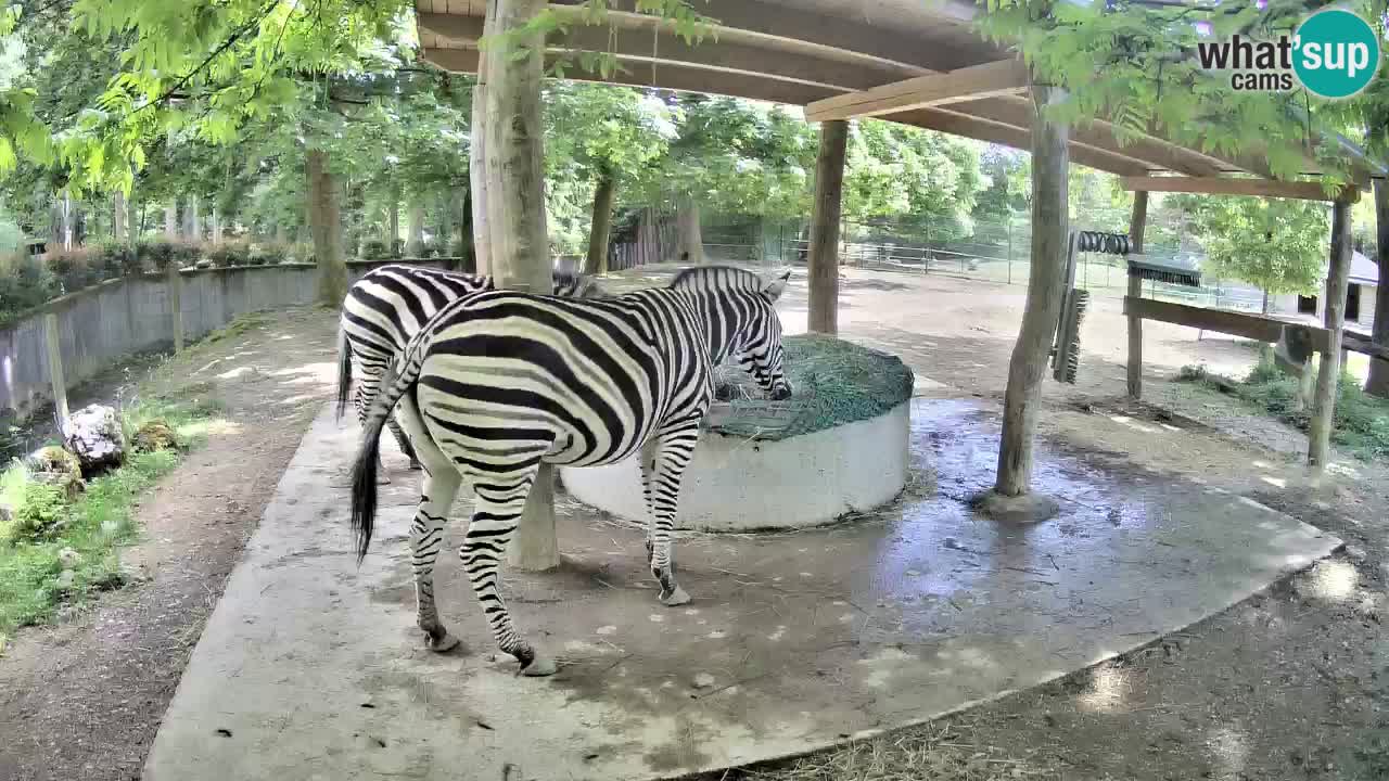 Le Zebre nello ZOO di Ljubljana – Slovenia Live webcam