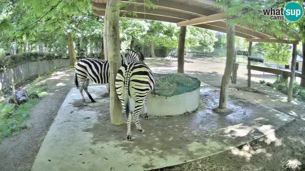 Live Webcam Zebras in Ljubljana ZOO – Slowenien