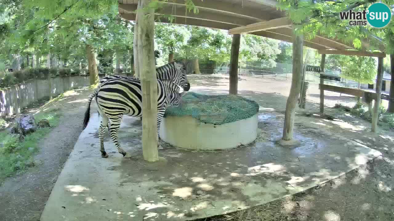 Le Zebre nello ZOO di Ljubljana – Slovenia Live webcam