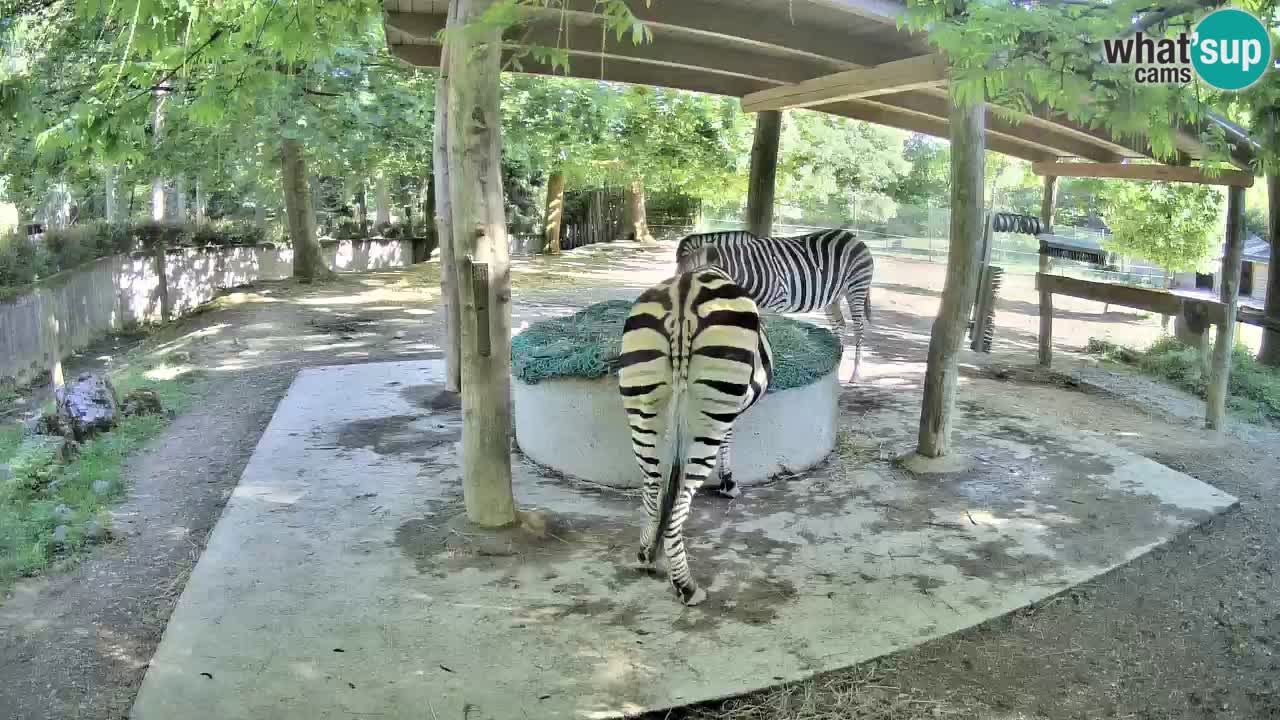 Le Zebre nello ZOO di Ljubljana – Slovenia Live webcam