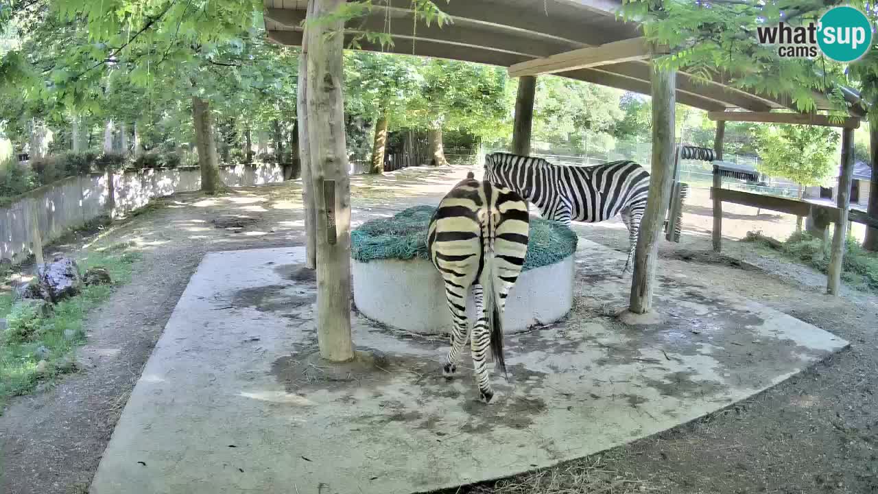 Live webcam Zebras in Ljubljana ZOO – Slovenia