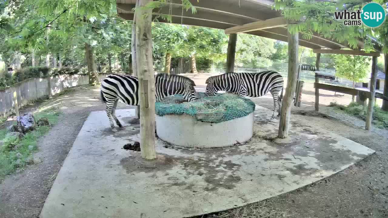 Live webcam Les zèbres in Ljubljana ZOO – Slovénie