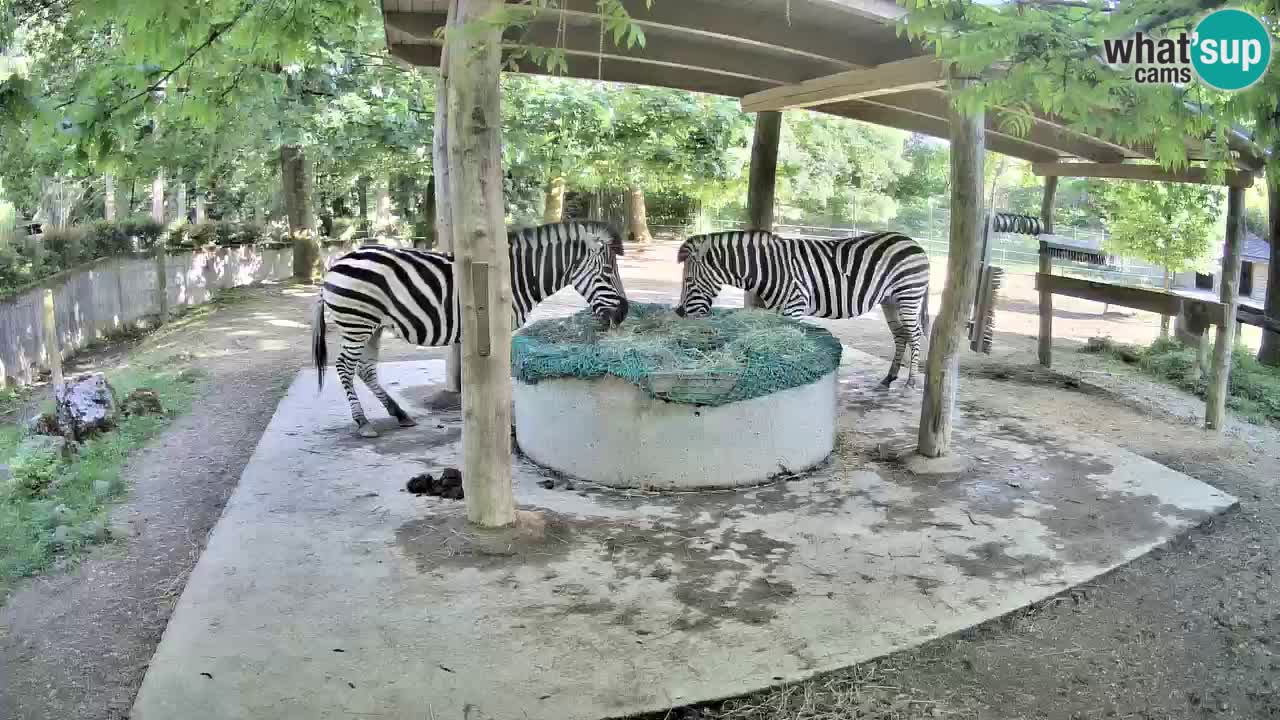 Live webcam Les zèbres in Ljubljana ZOO – Slovénie