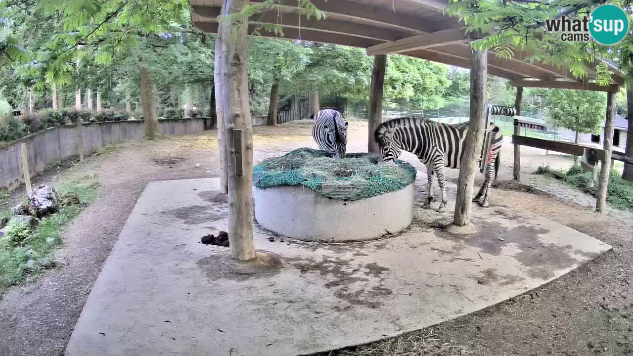 Live webcam Les zèbres in Ljubljana ZOO – Slovénie