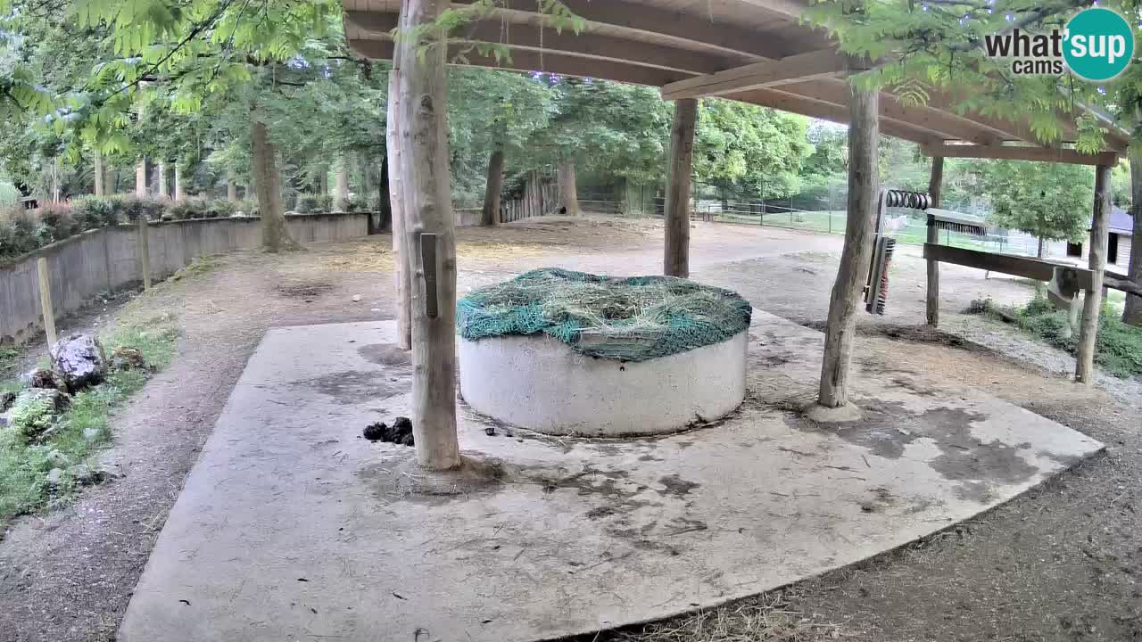 Web kamera uživo Zebras u ZOO Ljubljana – Slovenija