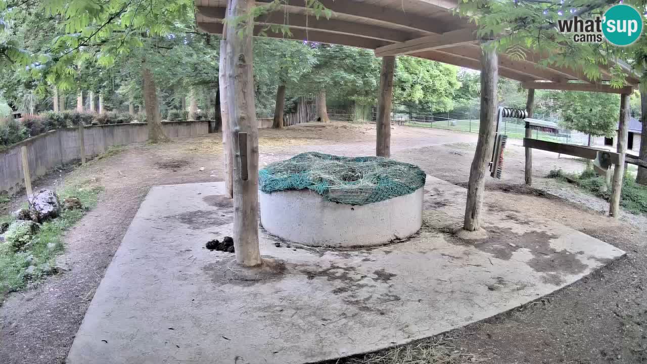 Live webcam Zebras in Ljubljana ZOO – Slovenia