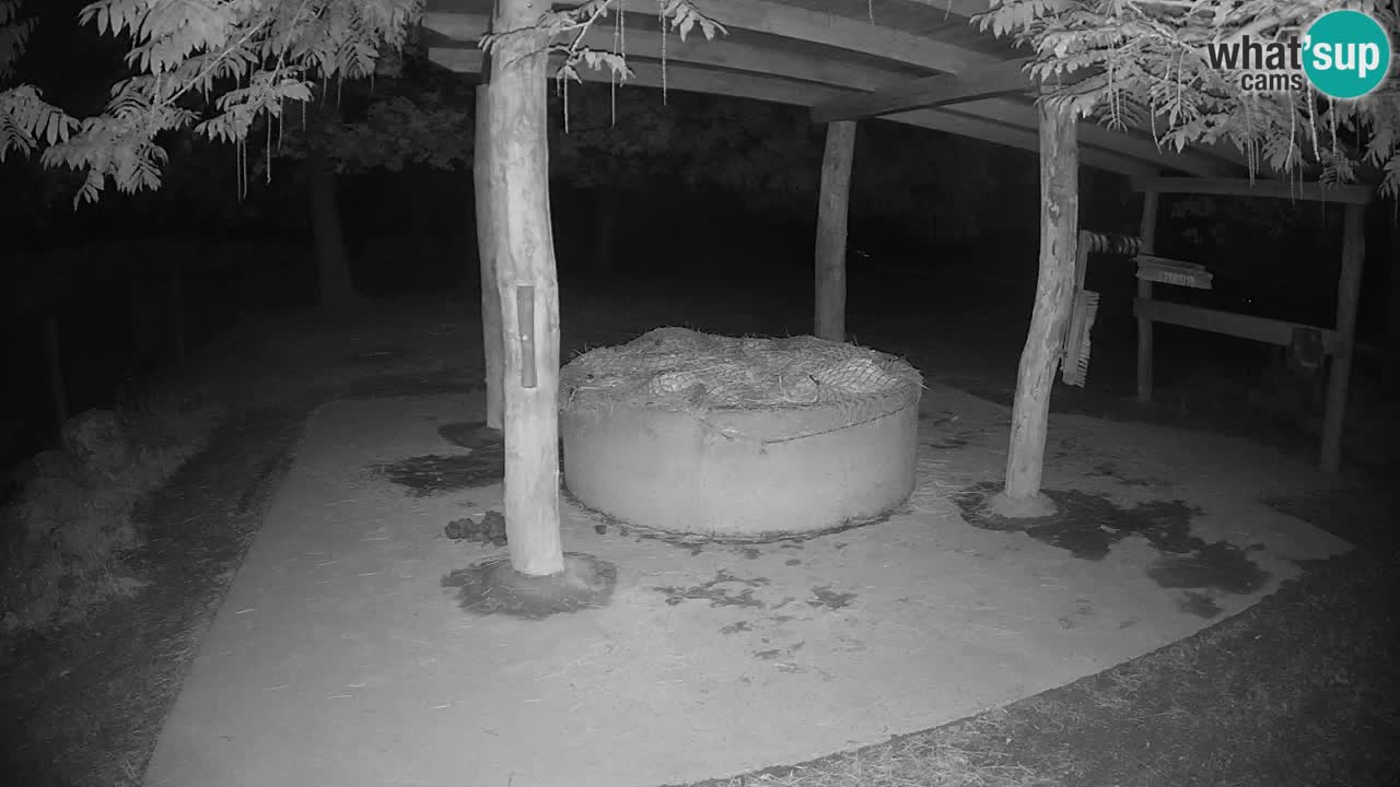 Live webcam Zebras in Ljubljana ZOO – Slovenia