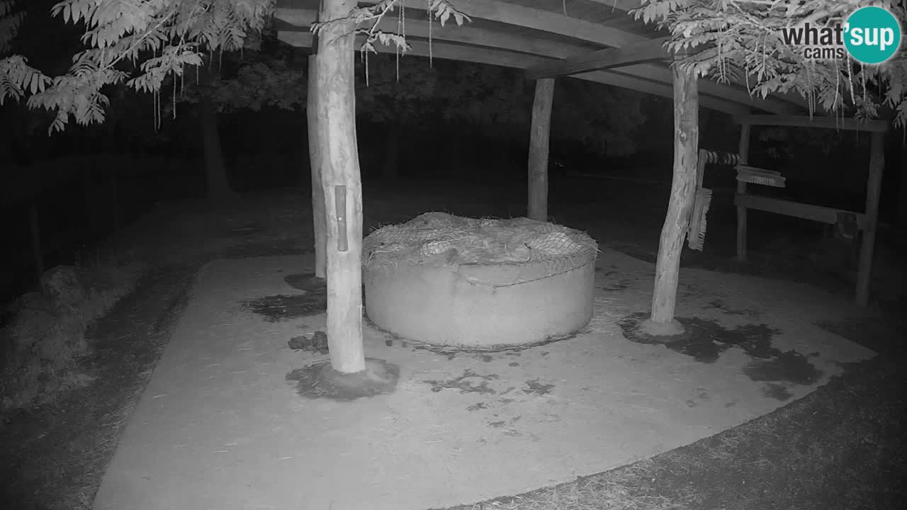 Live webcam Zebras in Ljubljana ZOO – Slovenia
