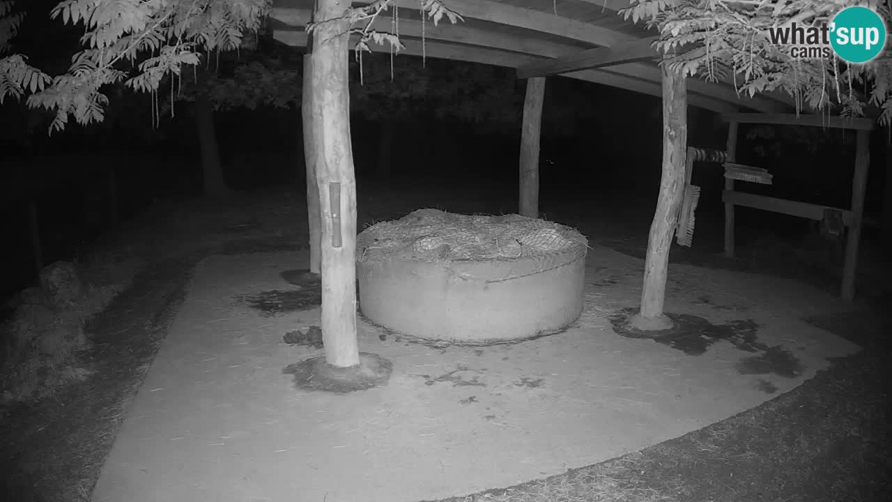 Live Webcam Zebras in Ljubljana ZOO – Slowenien