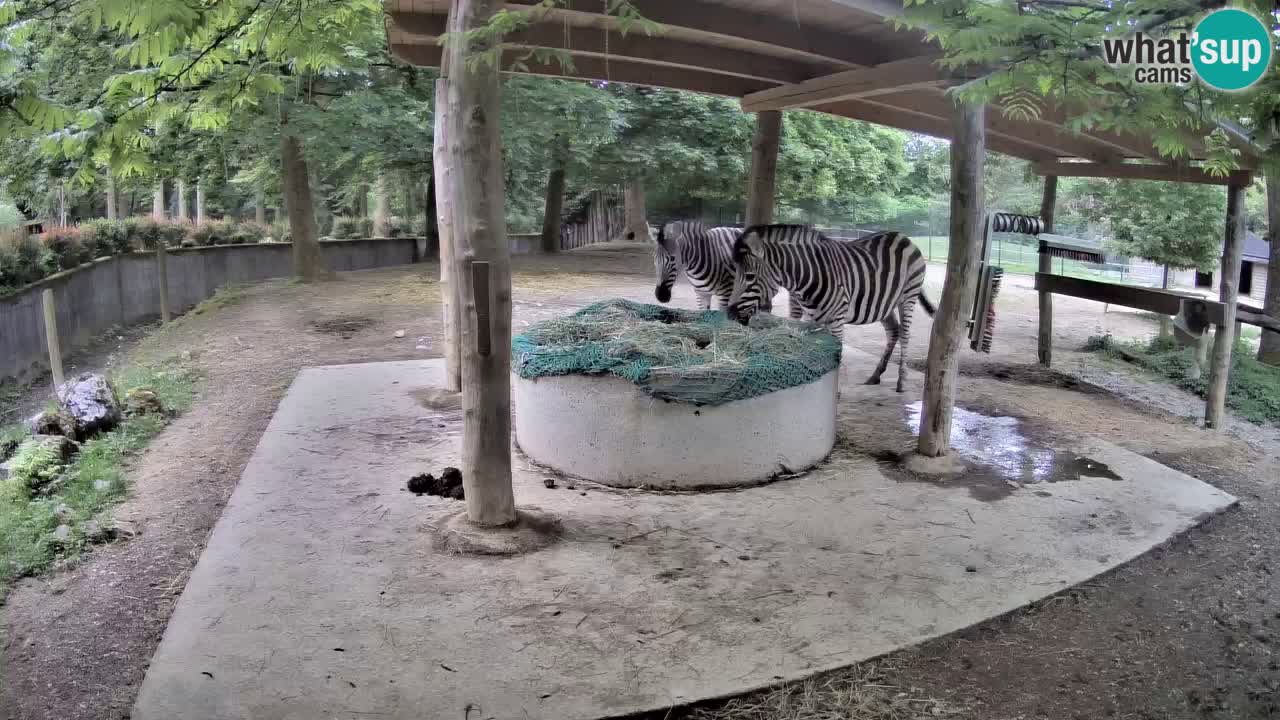 Zebre v živo v živalskem vrtu Ljubljana ZOO spletne kamere