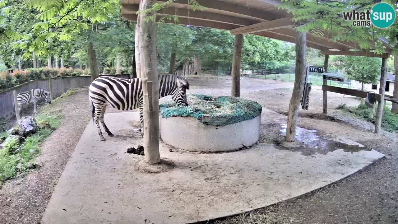 Live Webcam Zebras in Ljubljana ZOO – Slowenien