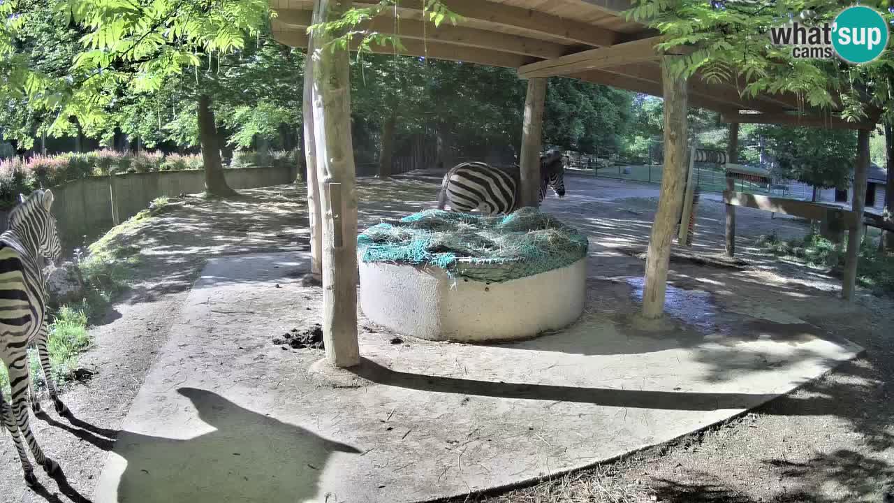 Live webcam Zebras in Ljubljana ZOO – Slovenia