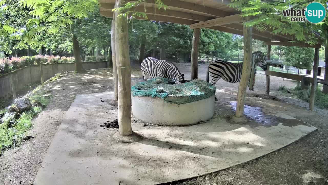 Live webcam Les zèbres in Ljubljana ZOO – Slovénie