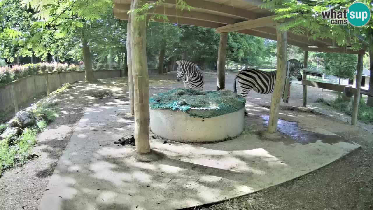 Zebre v živo v živalskem vrtu Ljubljana ZOO spletne kamere