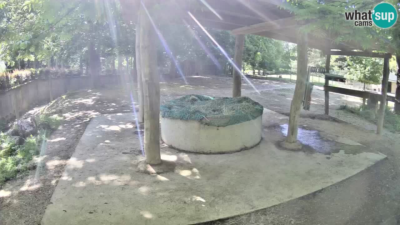Zebre v živo v živalskem vrtu Ljubljana ZOO spletne kamere