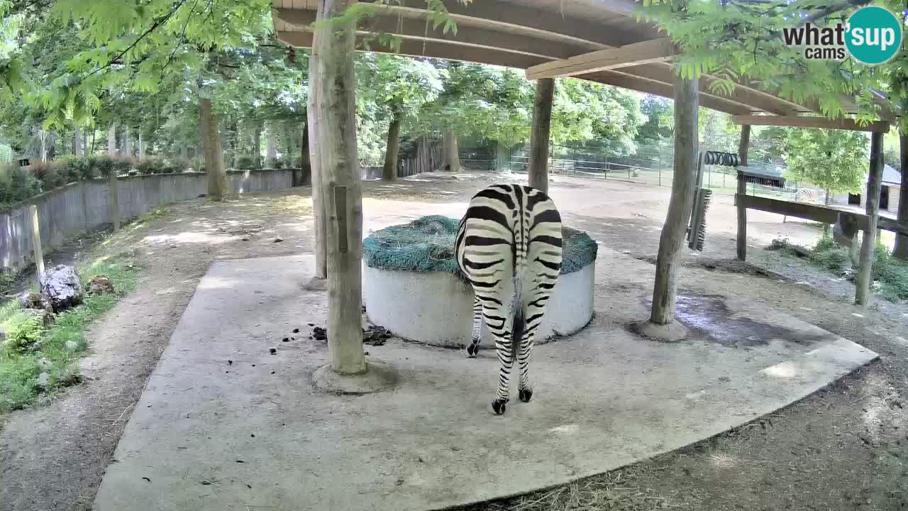 Camera en vivo Cebras in Ljubljana ZOO – Eslovenia