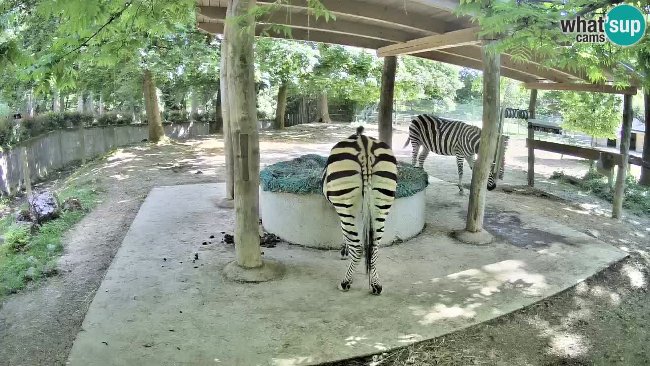 Zebre v živo v živalskem vrtu Ljubljana ZOO spletne kamere