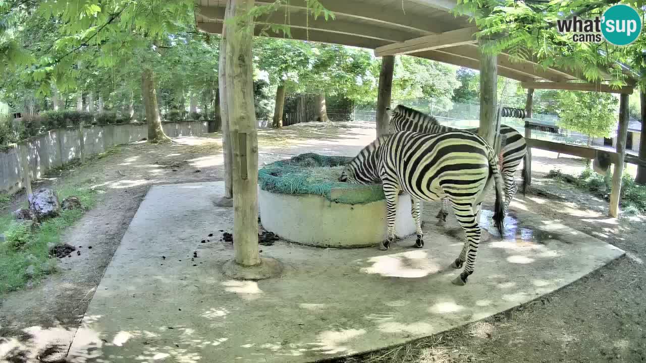 Live webcam Zebras in Ljubljana ZOO – Slovenia