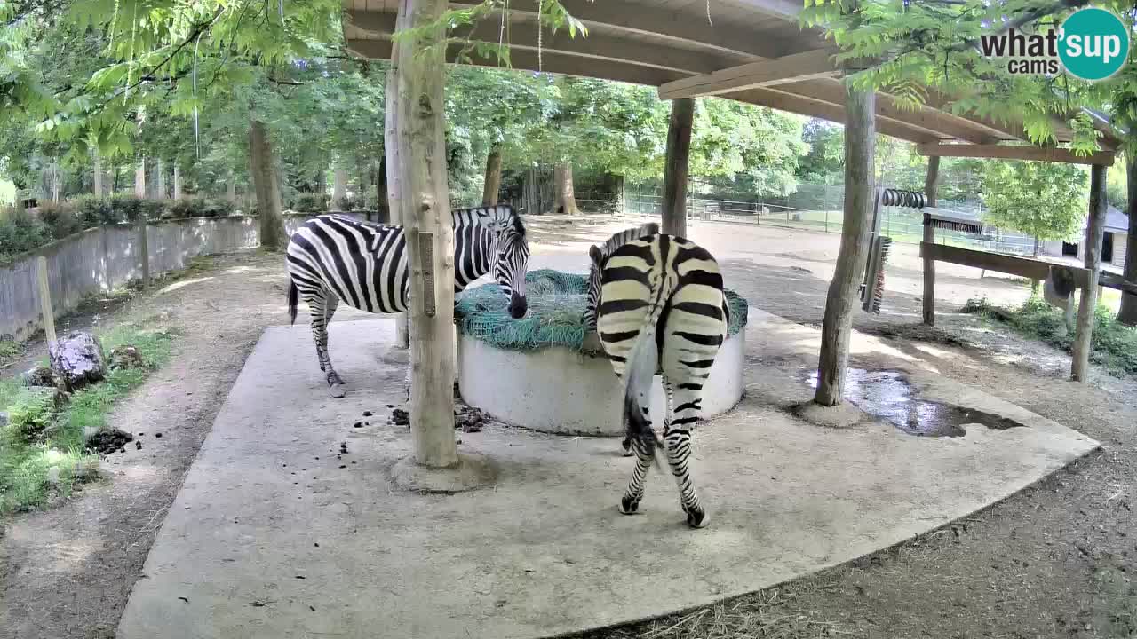 Zebre v živo v živalskem vrtu Ljubljana ZOO spletne kamere