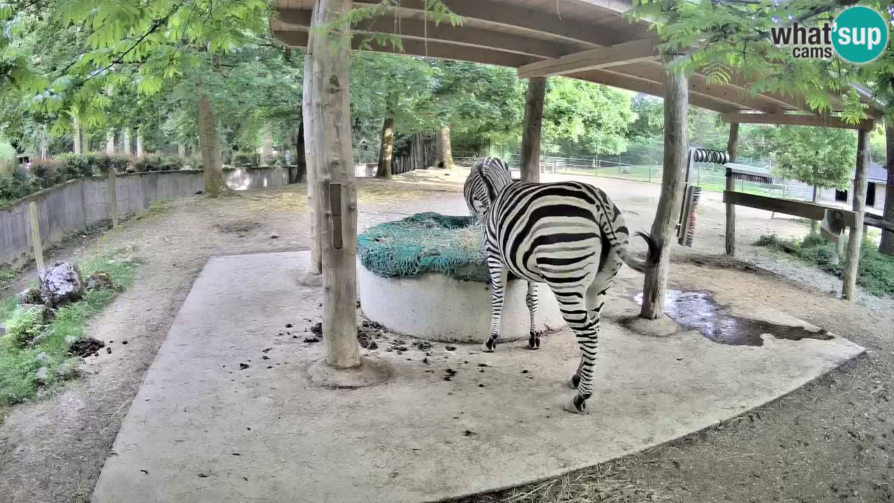 Live webcam Zebras in Ljubljana ZOO – Slovenia