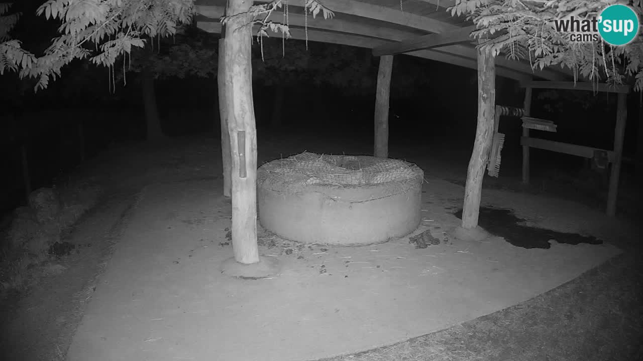 Zebre v živo v živalskem vrtu Ljubljana ZOO spletne kamere