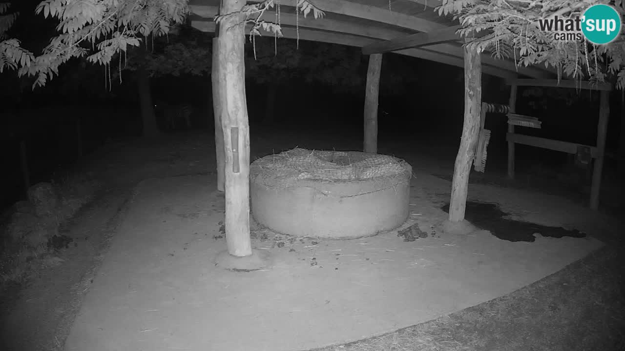 Live webcam Zebras in Ljubljana ZOO – Slovenia