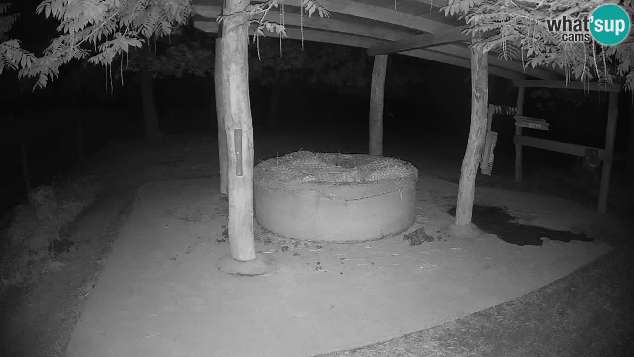 Zebre v živo v živalskem vrtu Ljubljana ZOO spletne kamere