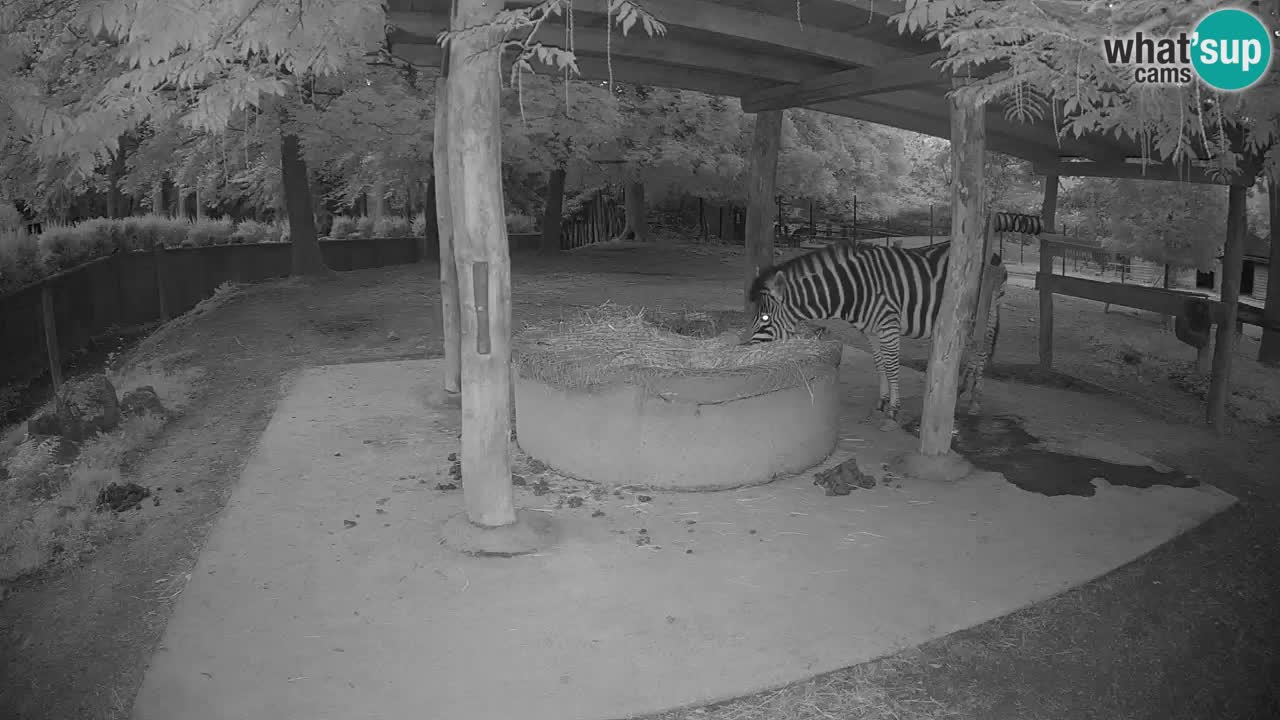 Live webcam Zebras in Ljubljana ZOO – Slovenia