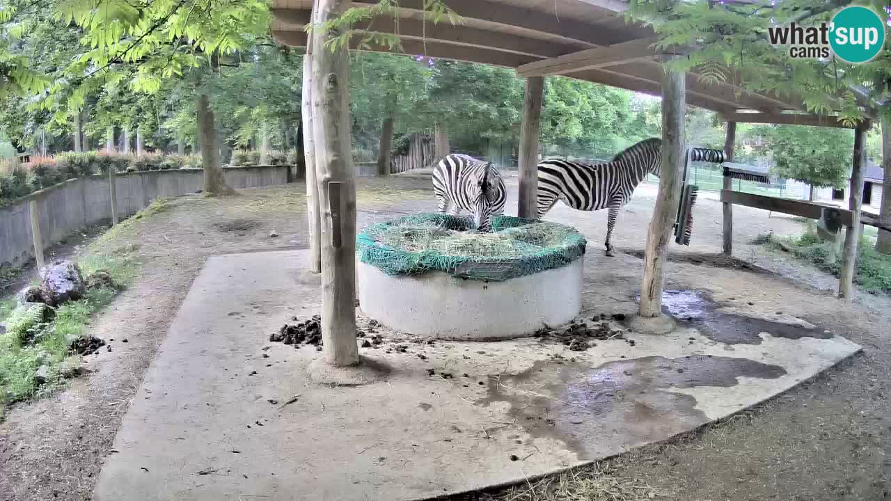 Live webcam Zebras in Ljubljana ZOO – Slovenia