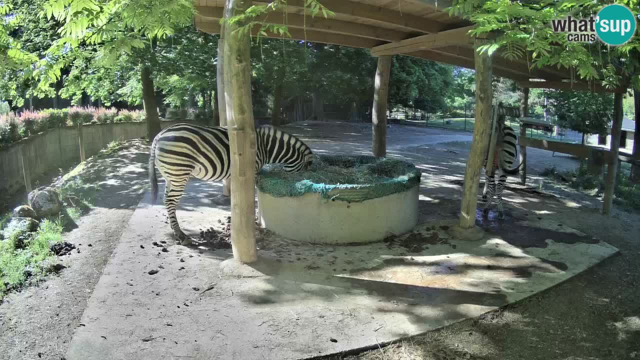 Web kamera uživo Zebras u ZOO Ljubljana – Slovenija