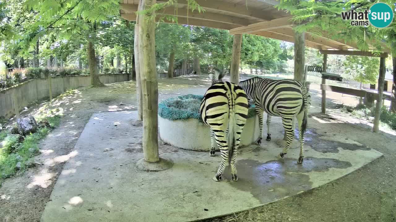 Live Webcam Zebras in Ljubljana ZOO – Slowenien