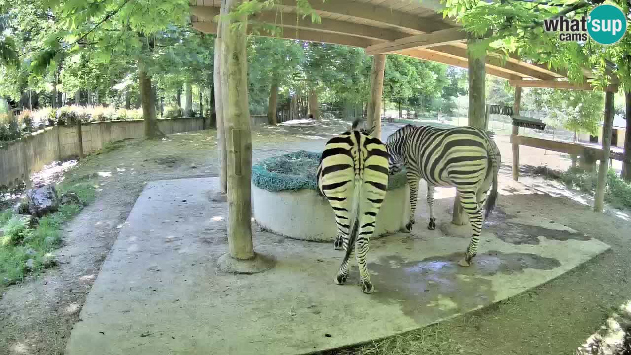 Live Webcam Zebras in Ljubljana ZOO – Slowenien