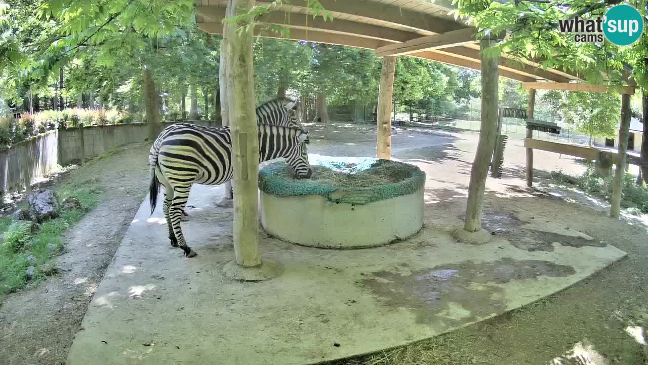Live Webcam Zebras in Ljubljana ZOO – Slowenien