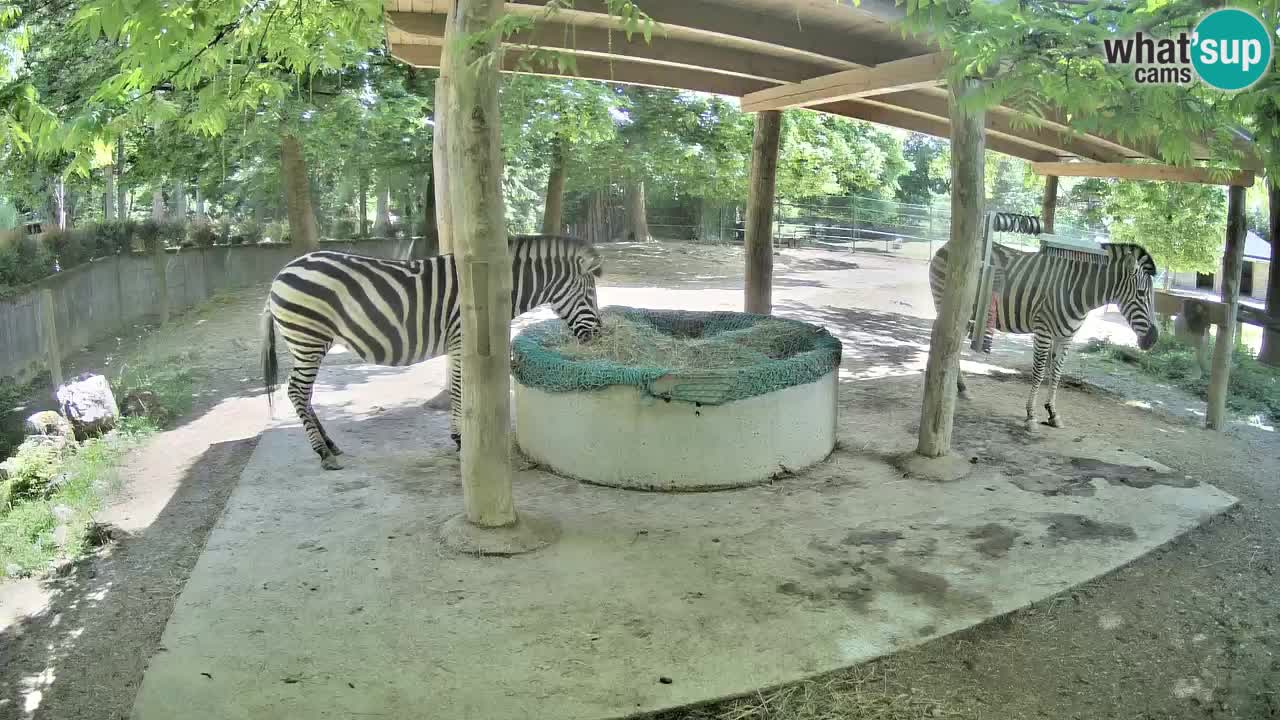 Live Webcam Zebras in Ljubljana ZOO – Slowenien