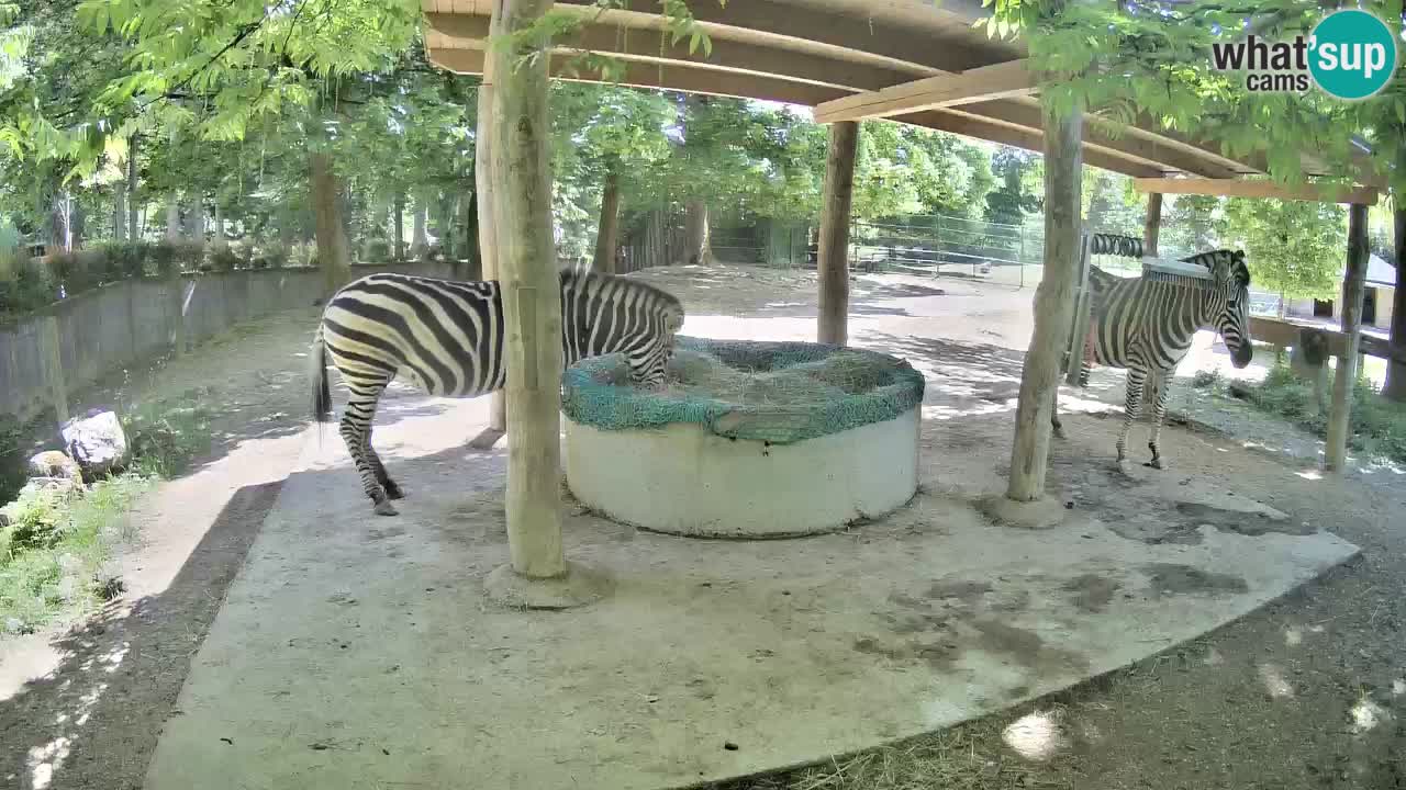 Live webcam Zebras in Ljubljana ZOO – Slovenia