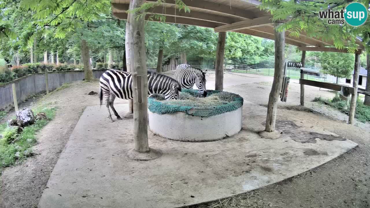 Zebre v živo v živalskem vrtu Ljubljana ZOO spletne kamere