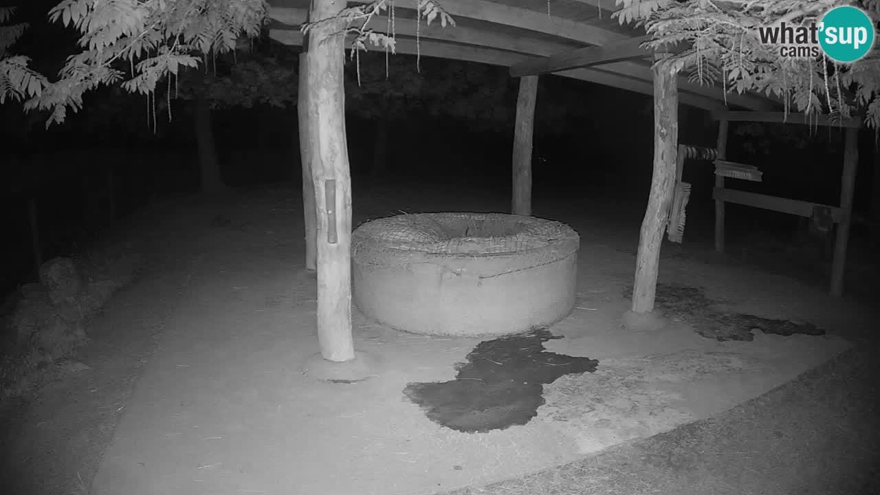 Live Webcam Zebras in Ljubljana ZOO – Slowenien