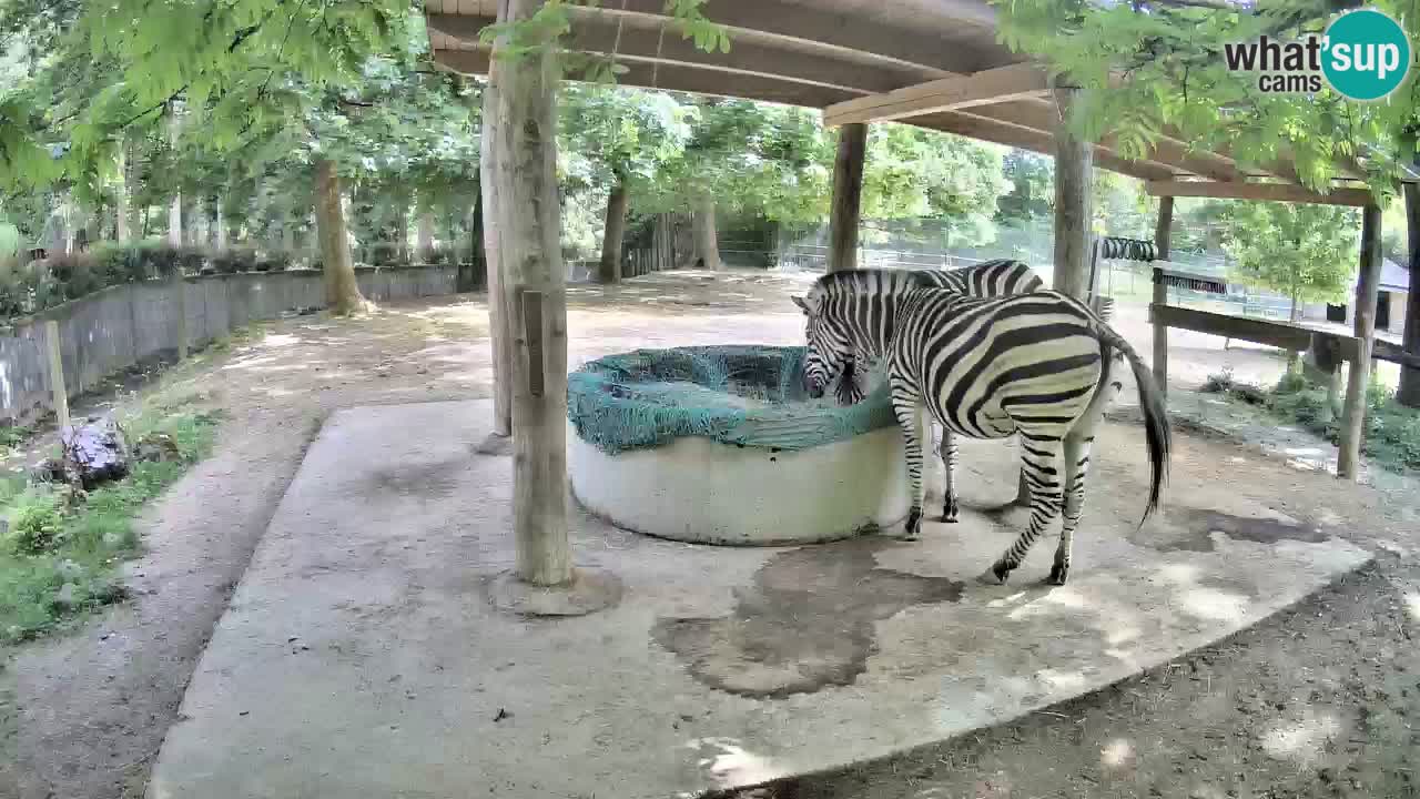 Le Zebre nello ZOO di Ljubljana – Slovenia Live webcam