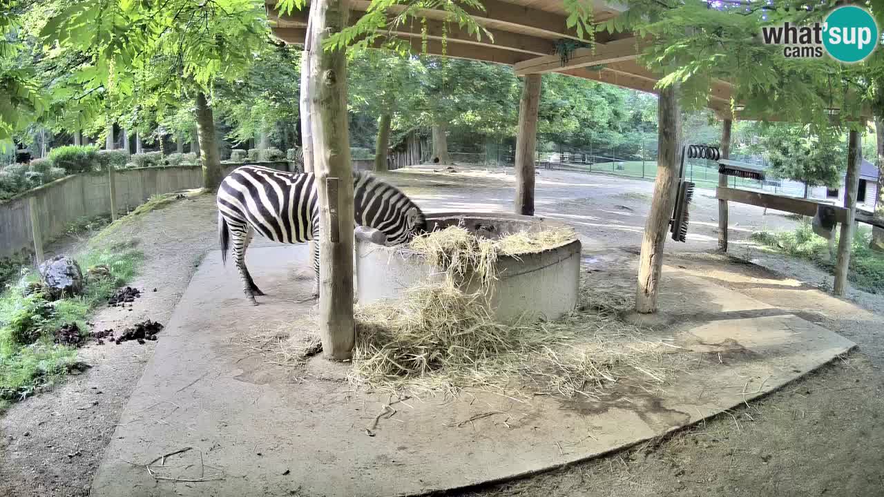 Live webcam Les zèbres in Ljubljana ZOO – Slovénie