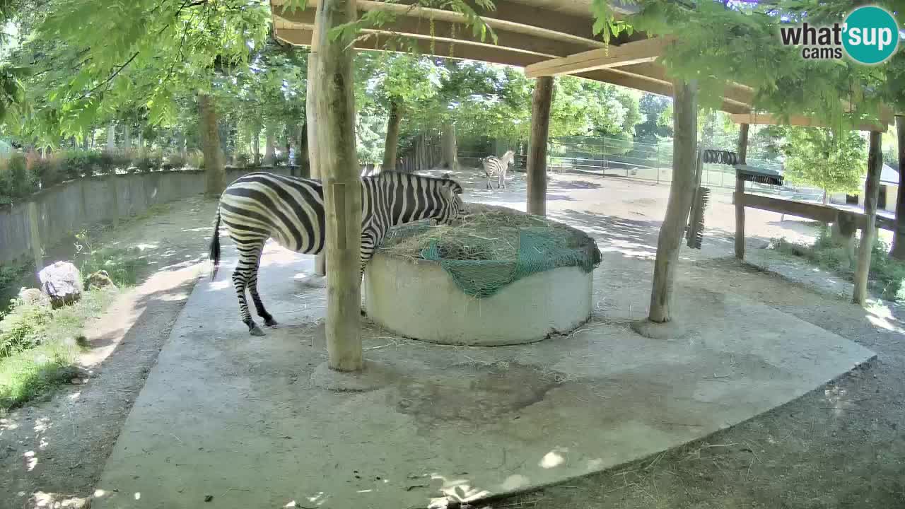 Camera en vivo Cebras in Ljubljana ZOO – Eslovenia