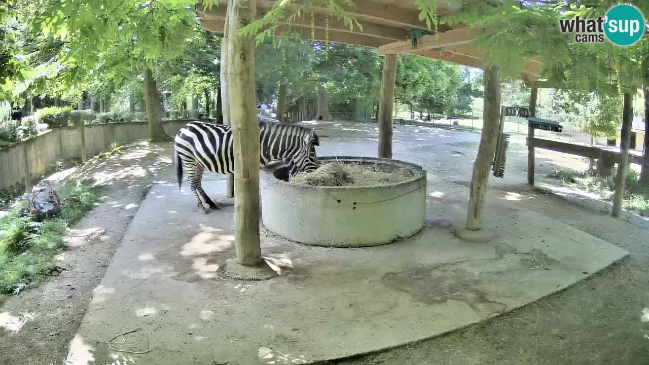 Zebre v živo v živalskem vrtu Ljubljana ZOO spletne kamere