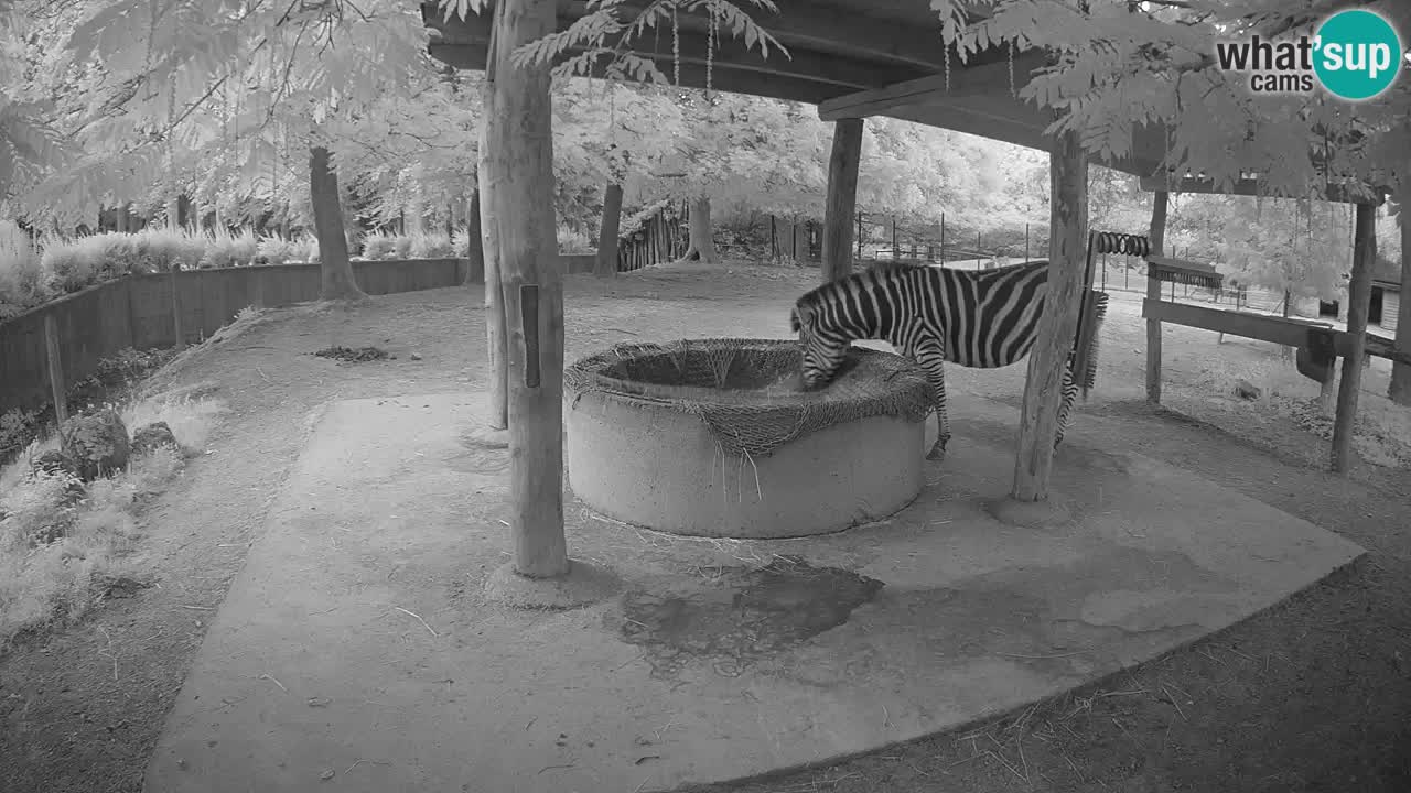 Zebre v živo v živalskem vrtu Ljubljana ZOO spletne kamere